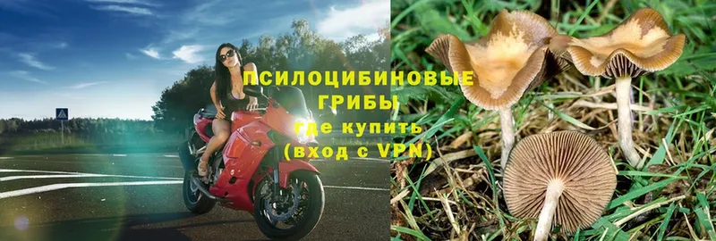 Галлюциногенные грибы MAGIC MUSHROOMS  купить наркотики цена  Лесосибирск 